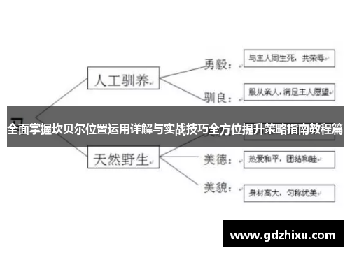 全面掌握坎贝尔位置运用详解与实战技巧全方位提升策略指南教程篇